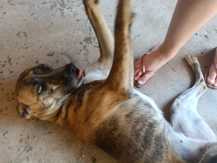 Cachorro ra a SRD-ViraLata idade 1 ano nome Bella