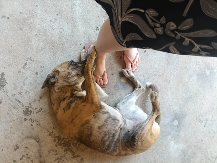 Cachorro ra a SRD-ViraLata idade 1 ano nome Bella