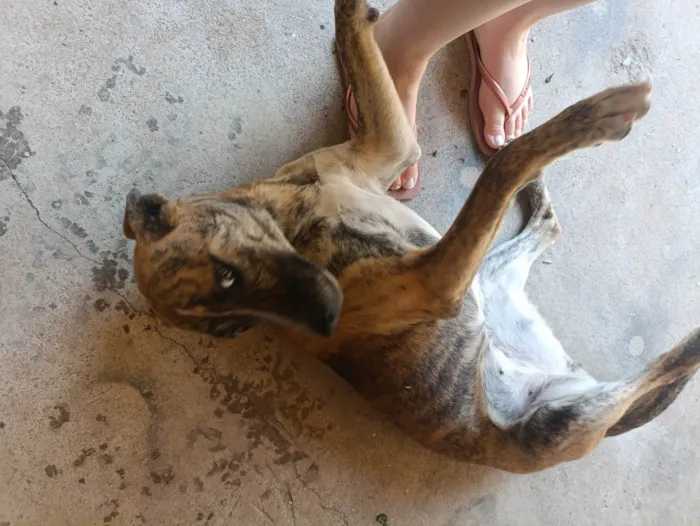 Cachorro ra a SRD-ViraLata idade 1 ano nome Bella