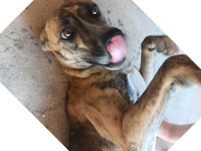 Cachorro ra a SRD-ViraLata idade 1 ano nome Bella