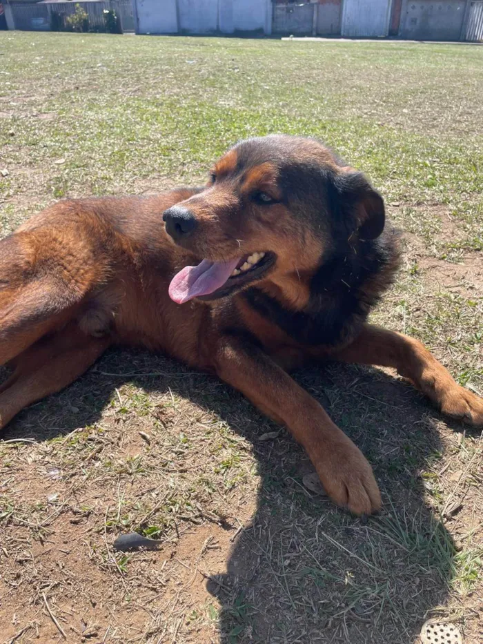 Cachorro ra a Labrador idade 6 ou mais anos nome Thor
