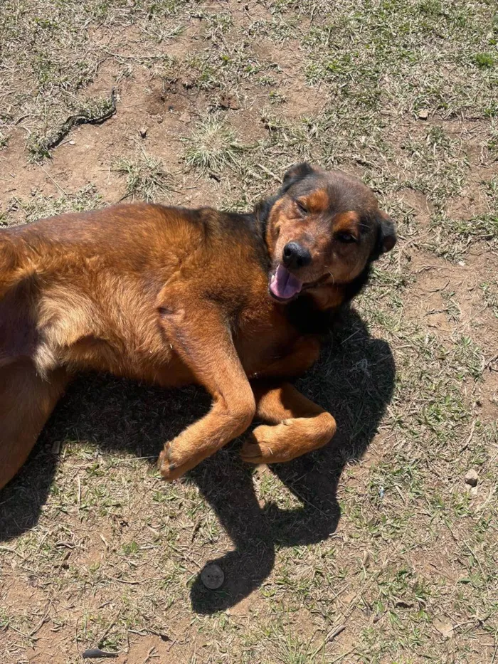 Cachorro ra a Labrador idade 6 ou mais anos nome Thor