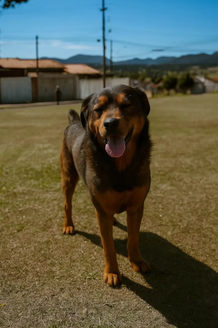 Cachorro ra a Labrador idade 6 ou mais anos nome Thor