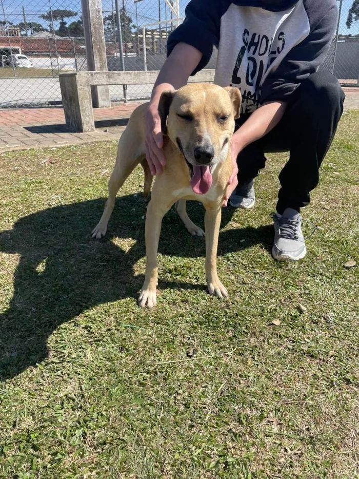Cachorro ra a SRD-ViraLata idade 3 anos nome Freya