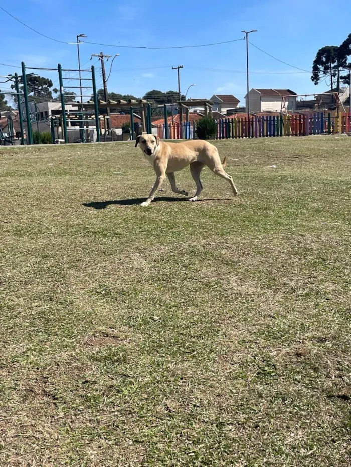 Cachorro ra a SRD-ViraLata idade 3 anos nome Freya