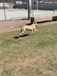 Freya