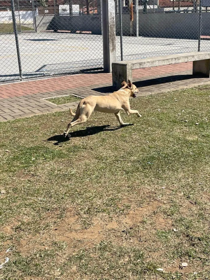 Cachorro ra a SRD-ViraLata idade 3 anos nome Freya