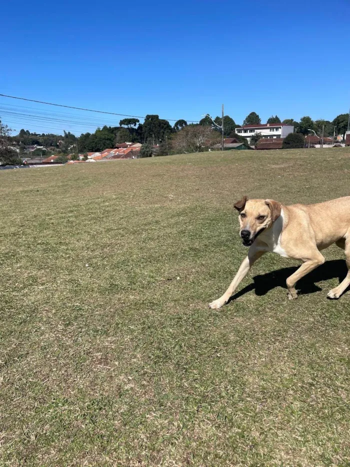 Cachorro ra a SRD-ViraLata idade 3 anos nome Freya