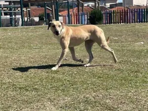 Cachorro raça SRD-ViraLata idade 3 anos nome Freya