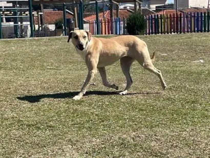 Cachorro raça SRD-ViraLata idade 3 anos nome Freya