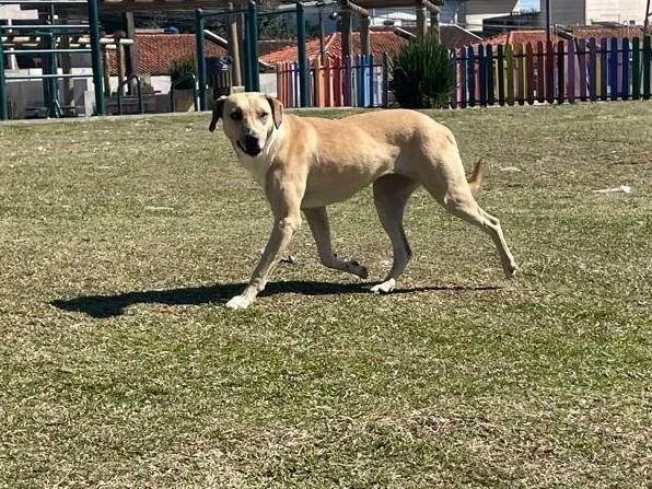 Cachorro ra a SRD-ViraLata idade 3 anos nome Freya
