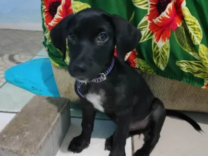 Cachorro raça SRD-ViraLata idade 2 a 6 meses nome Preta negra