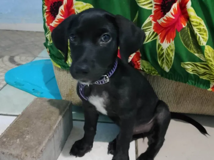 Cachorro ra a SRD-ViraLata idade 2 a 6 meses nome Preta negra
