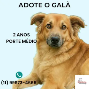 Cachorro raça SRD-ViraLata idade 2 anos nome Galã