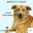 Galã