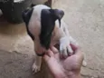 Bella