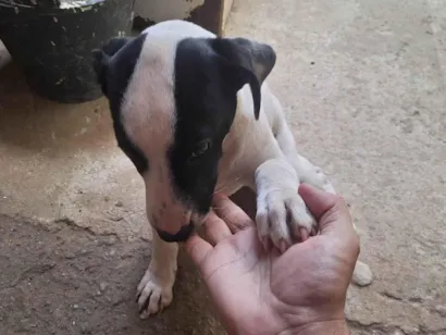 Cachorro raça Pit-Bull idade 2 a 6 meses nome Bella