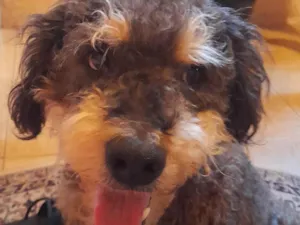 Cachorro raça SRD-ViraLata idade 6 ou mais anos nome Toby