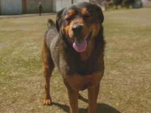 Cachorro raça Labrador idade 6 ou mais anos nome Thor
