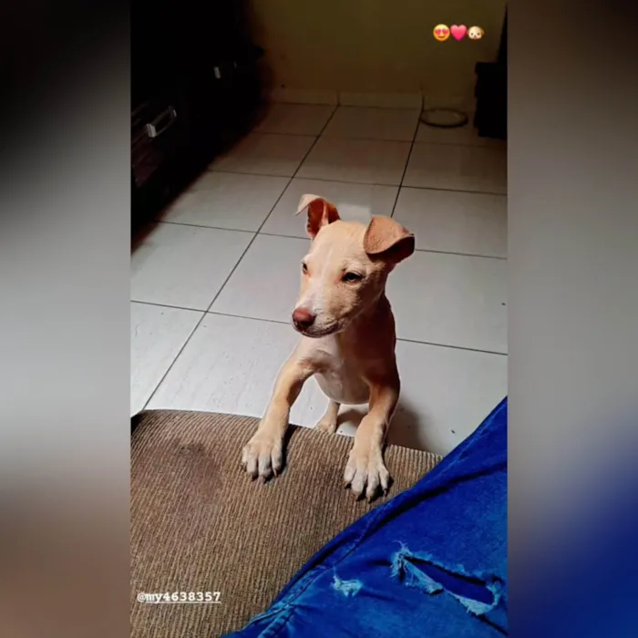 Cachorro ra a Pit-Bull idade 2 a 6 meses nome Bruce