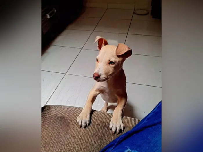 Cachorro ra a Pit-Bull idade 2 a 6 meses nome Bruce