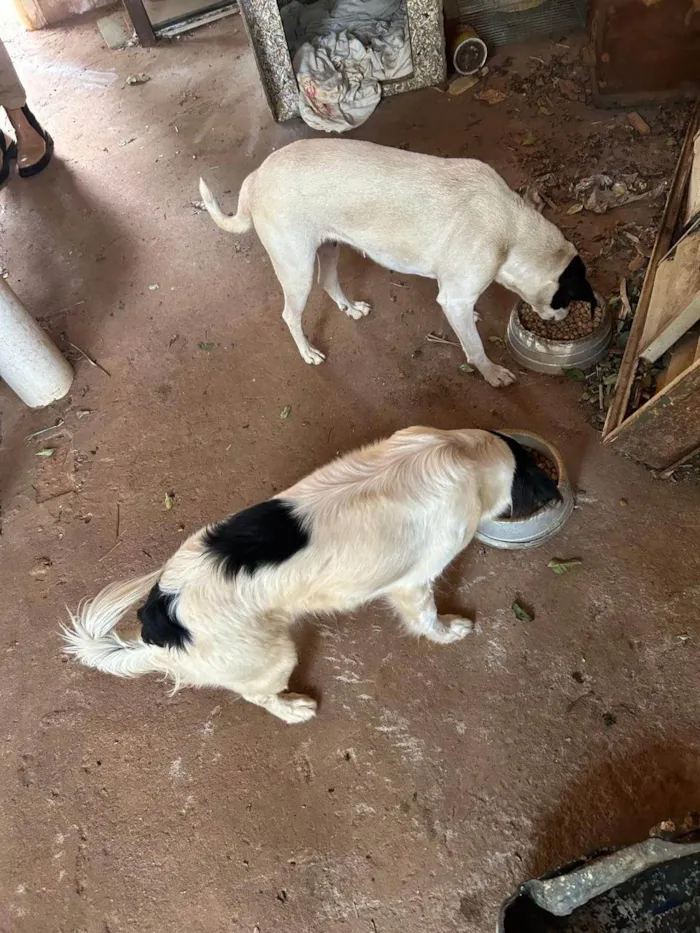 Cachorro ra a SRD-ViraLata idade 6 ou mais anos nome Sem nome