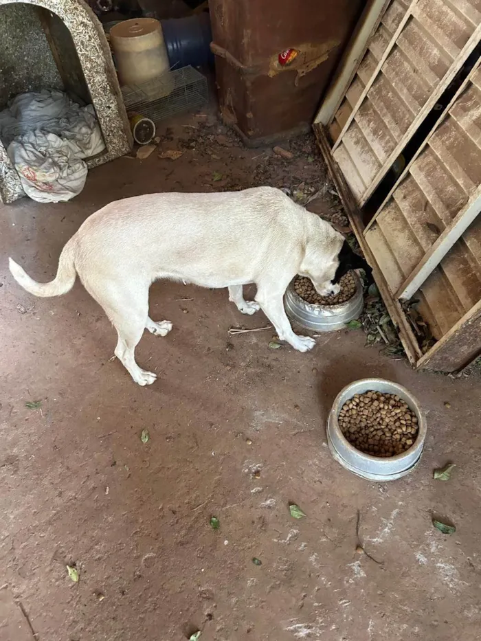 Cachorro ra a SRD-ViraLata idade 6 ou mais anos nome Sem nome