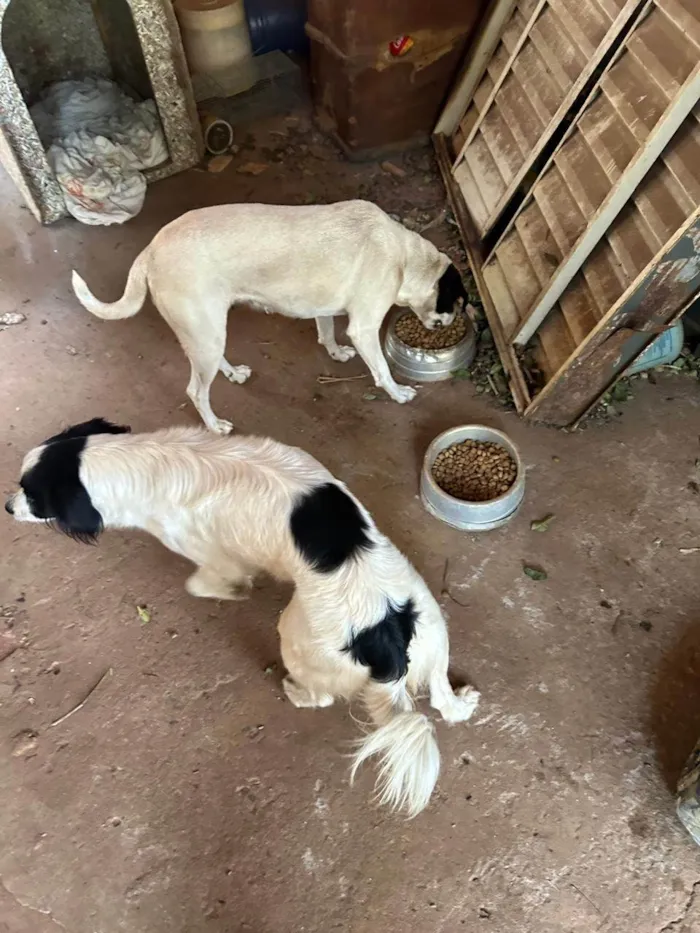 Cachorro ra a SRD-ViraLata idade 6 ou mais anos nome Sem nome