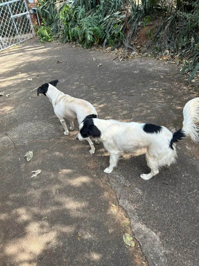 Cachorro ra a SRD-ViraLata idade 6 ou mais anos nome Sem nome