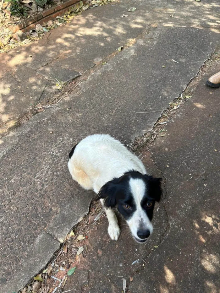 Cachorro ra a SRD-ViraLata idade 6 ou mais anos nome Sem nome
