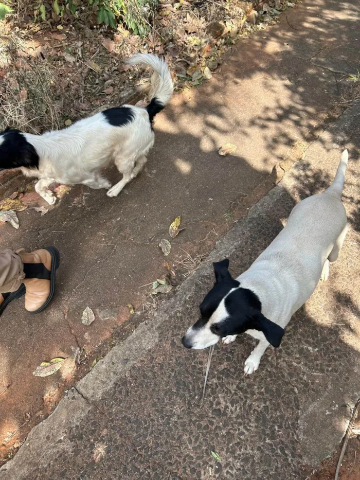 Cachorro ra a SRD-ViraLata idade 6 ou mais anos nome Sem nome