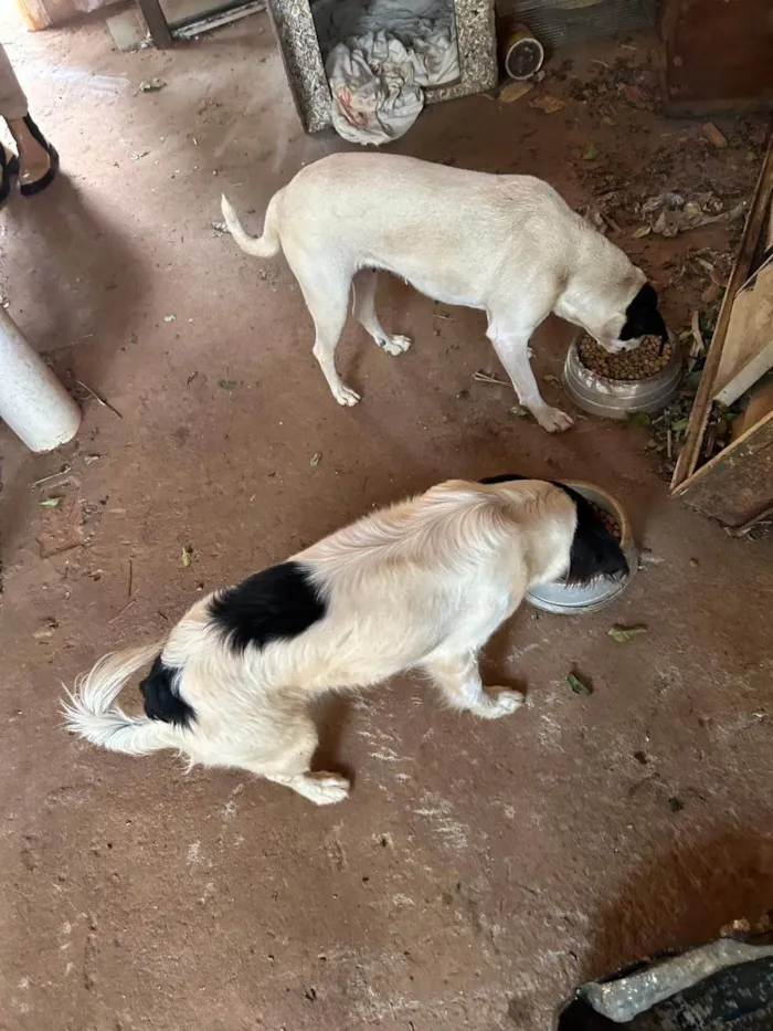 Cachorro ra a SRD-ViraLata idade 6 ou mais anos nome Sem nome