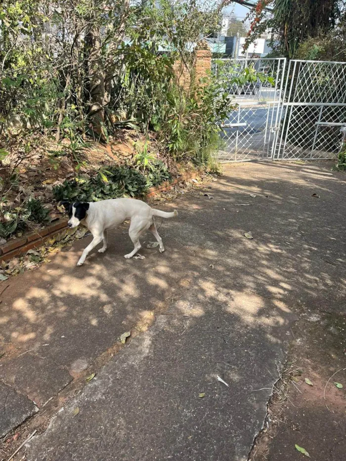 Cachorro ra a SRD-ViraLata idade 6 ou mais anos nome Sem nome