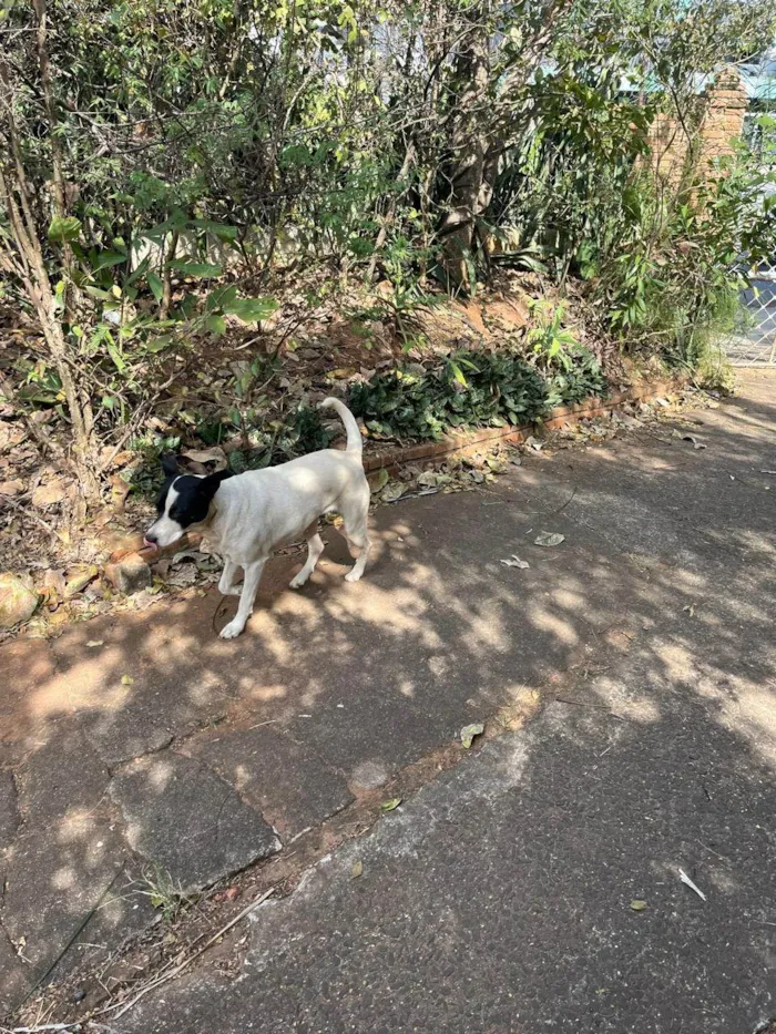 Cachorro ra a SRD-ViraLata idade 6 ou mais anos nome Sem nome