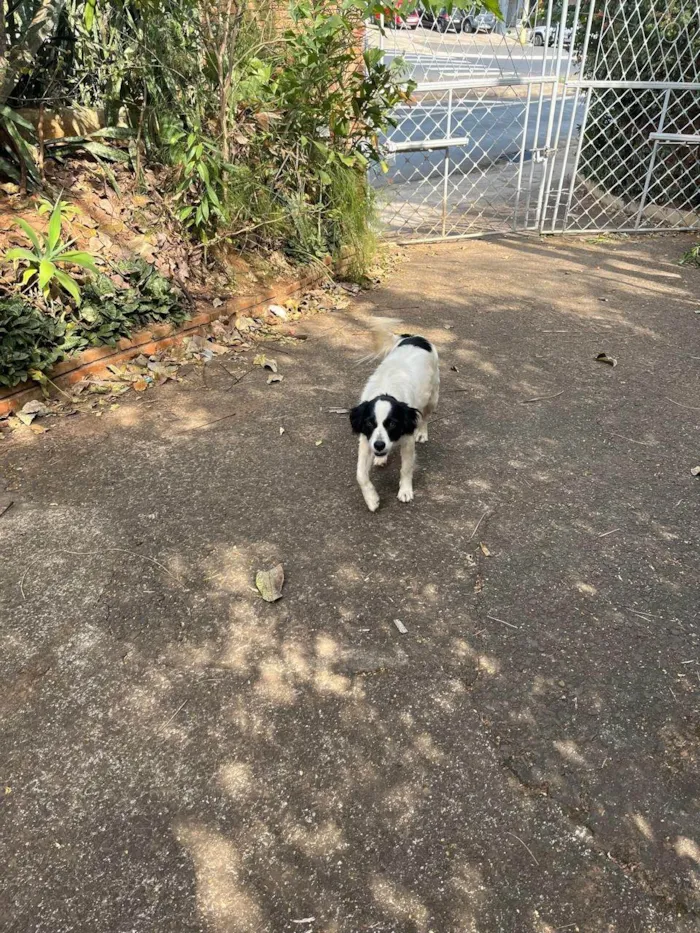 Cachorro ra a SRD-ViraLata idade 6 ou mais anos nome Sem nome