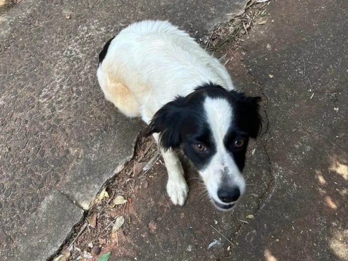 Cachorro ra a SRD-ViraLata idade 6 ou mais anos nome Sem nome