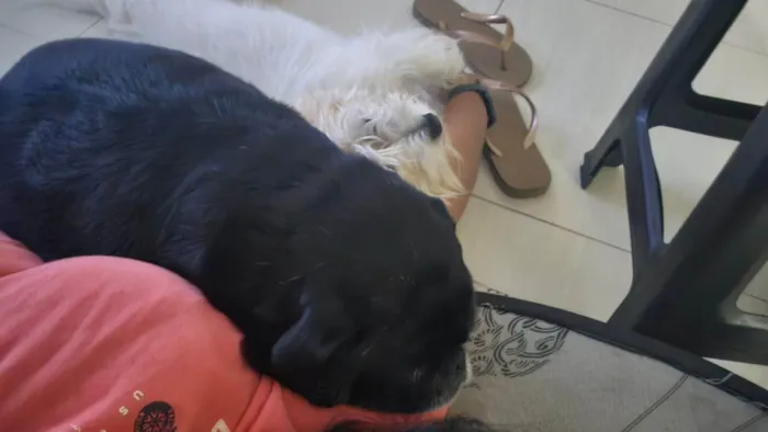 Cachorro ra a Bulldog idade 6 ou mais anos nome Café 