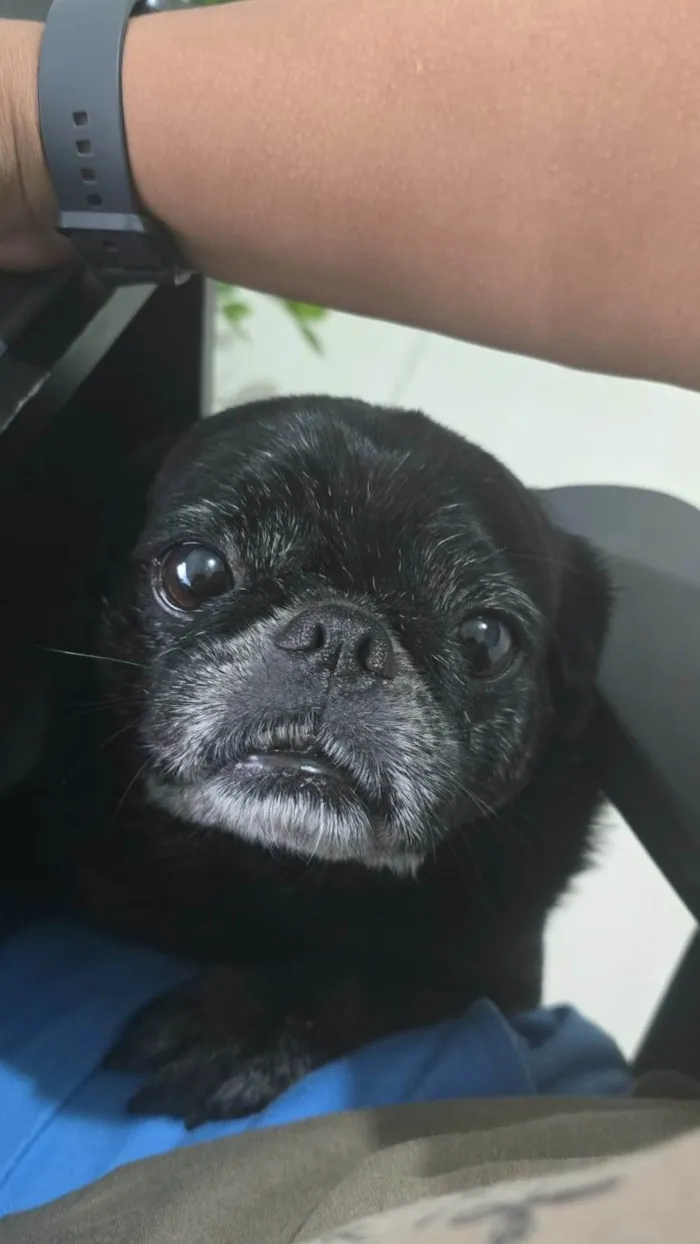 Cachorro ra a Bulldog idade 6 ou mais anos nome Café 