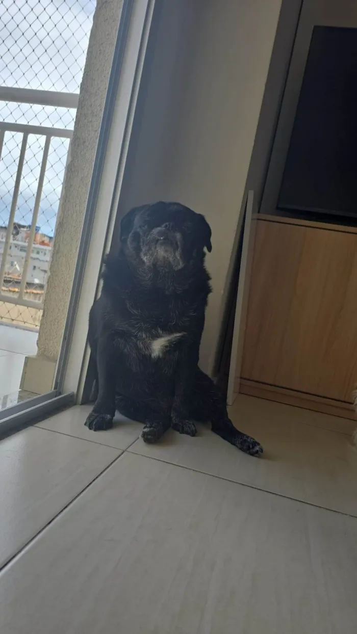 Cachorro ra a Bulldog idade 6 ou mais anos nome Café 