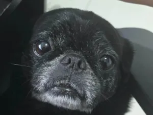 Cachorro raça Bulldog idade 6 ou mais anos nome Café 