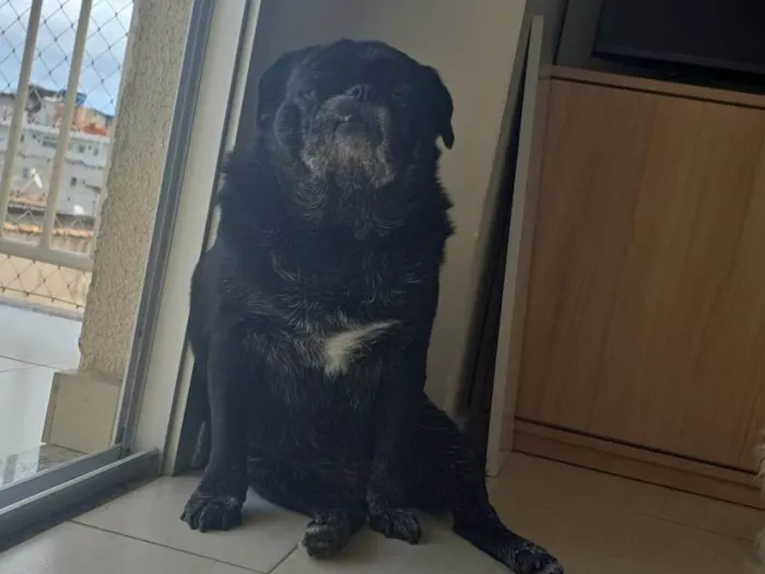Cachorro ra a Bulldog idade 6 ou mais anos nome Café 