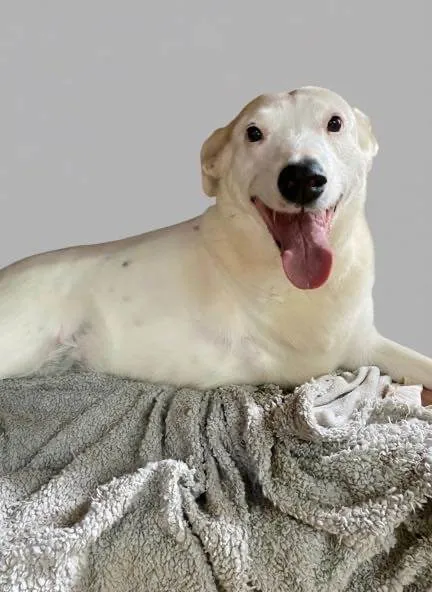 Cachorro ra a SRD-ViraLata idade 6 ou mais anos nome Vitória 