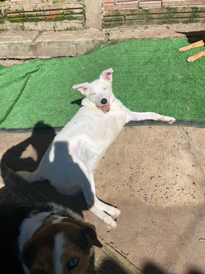 Cachorro ra a SRD-ViraLata idade 6 ou mais anos nome Vitória 