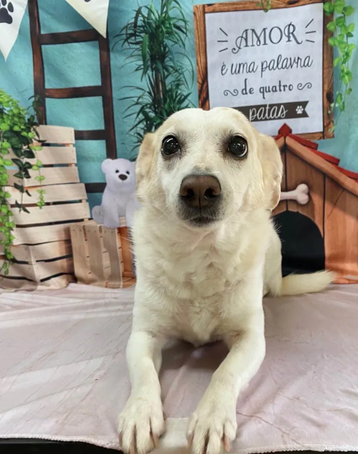 Cachorro ra a SRD-ViraLata idade 6 ou mais anos nome Pita