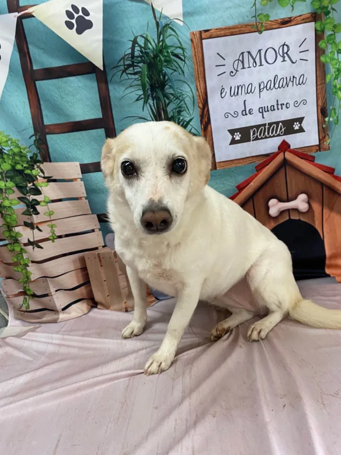 Cachorro ra a SRD-ViraLata idade 6 ou mais anos nome Pita