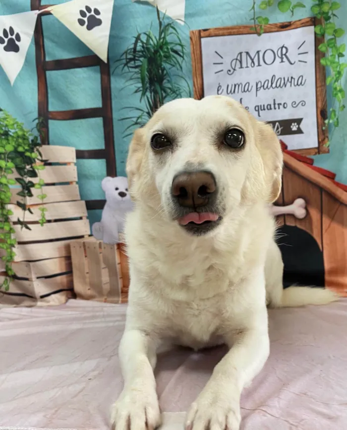 Cachorro ra a SRD-ViraLata idade 6 ou mais anos nome Pita
