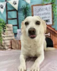 Pita