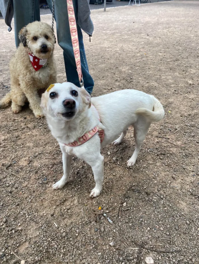 Cachorro ra a SRD-ViraLata idade 6 ou mais anos nome Pita