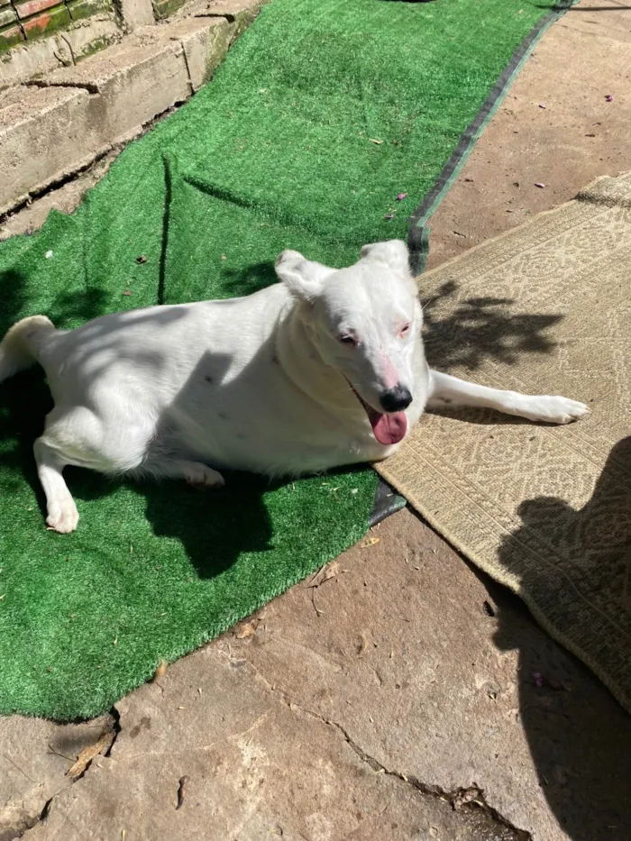 Cachorro ra a SRD-ViraLata idade 6 ou mais anos nome Vitória 