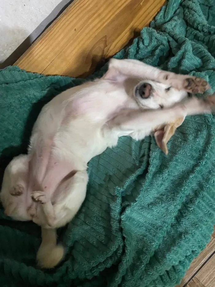 Cachorro ra a SRD-ViraLata idade 6 ou mais anos nome Pita